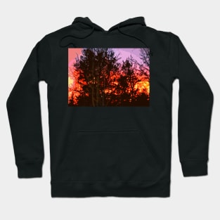 Oaks 24 Hoodie